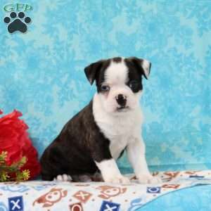 Douglas, Boston Terrier Puppy